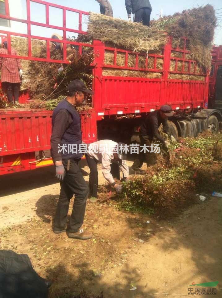 水腊3分枝苗 水腊基地供应 水腊种植绿篱