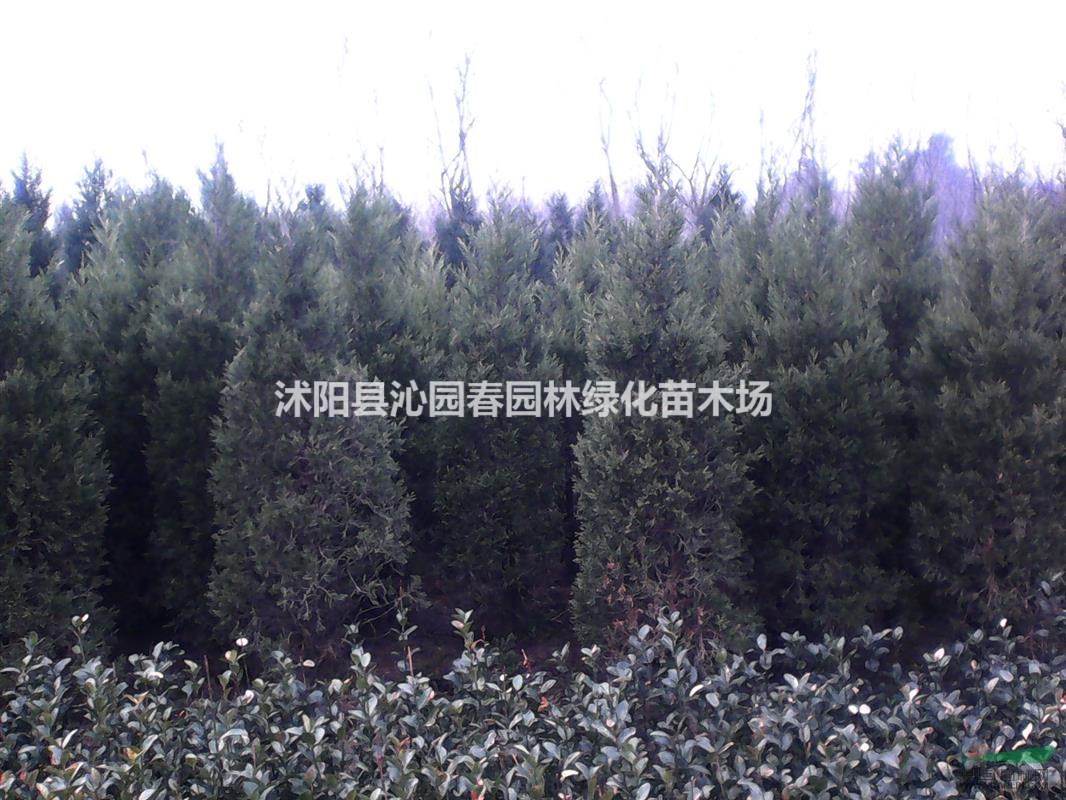  2.5米蜀檜圖片江蘇蜀檜 檜柏 塔柏 量大，全網(wǎng)最低價
