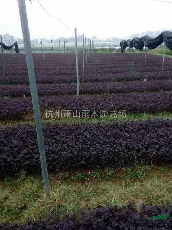紅花繼木秧苗