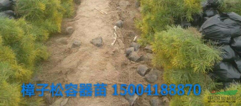 遼寧章古臺(tái)地區(qū)供應(yīng)樟子松 油松