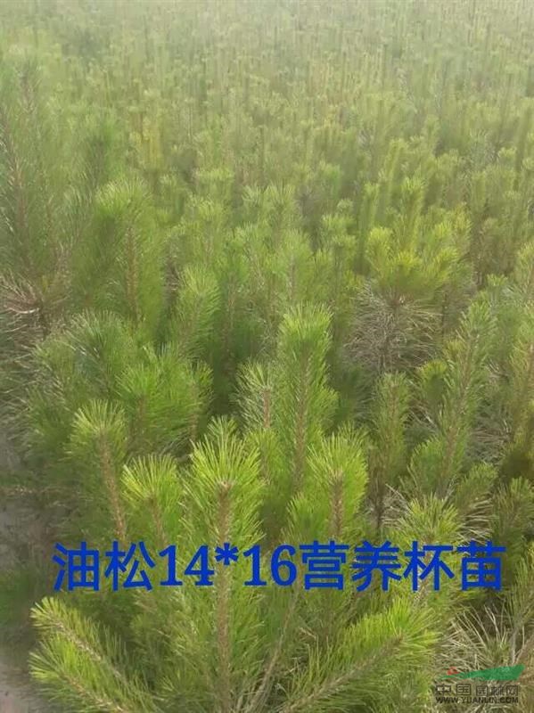 遼寧章古臺(tái)地區(qū)供應(yīng)油松