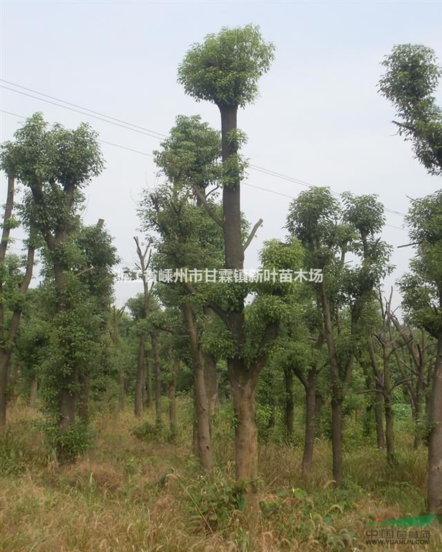 香樟 桂花 桂花价格 香樟价格