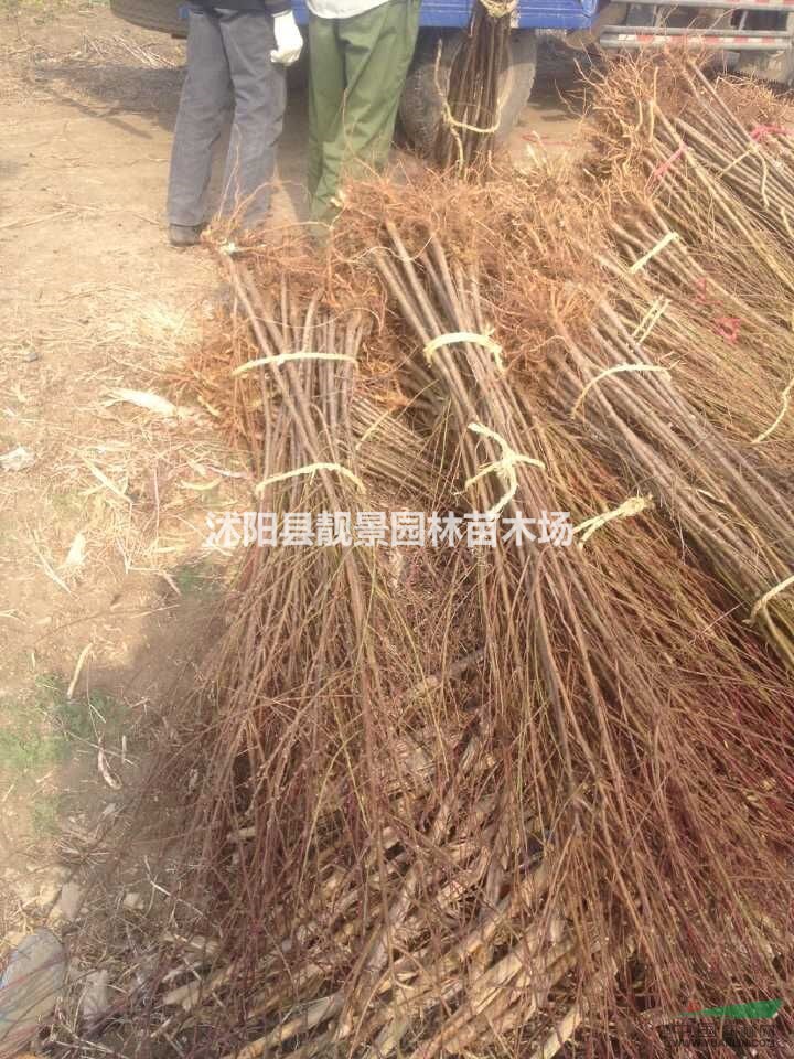 桃树，桃树种子，桃树苗，别称：桃子，桃仔，江苏桃树，桃树基地