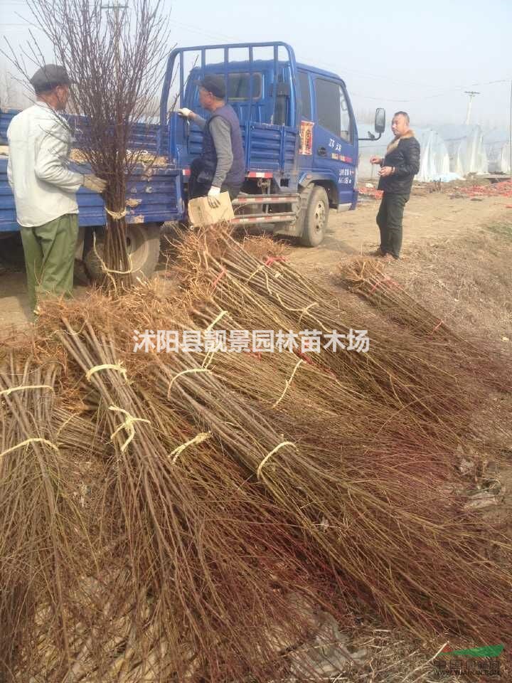 桃树，桃树种子，桃树苗，别称：桃子，桃仔，江苏桃树，桃树基地