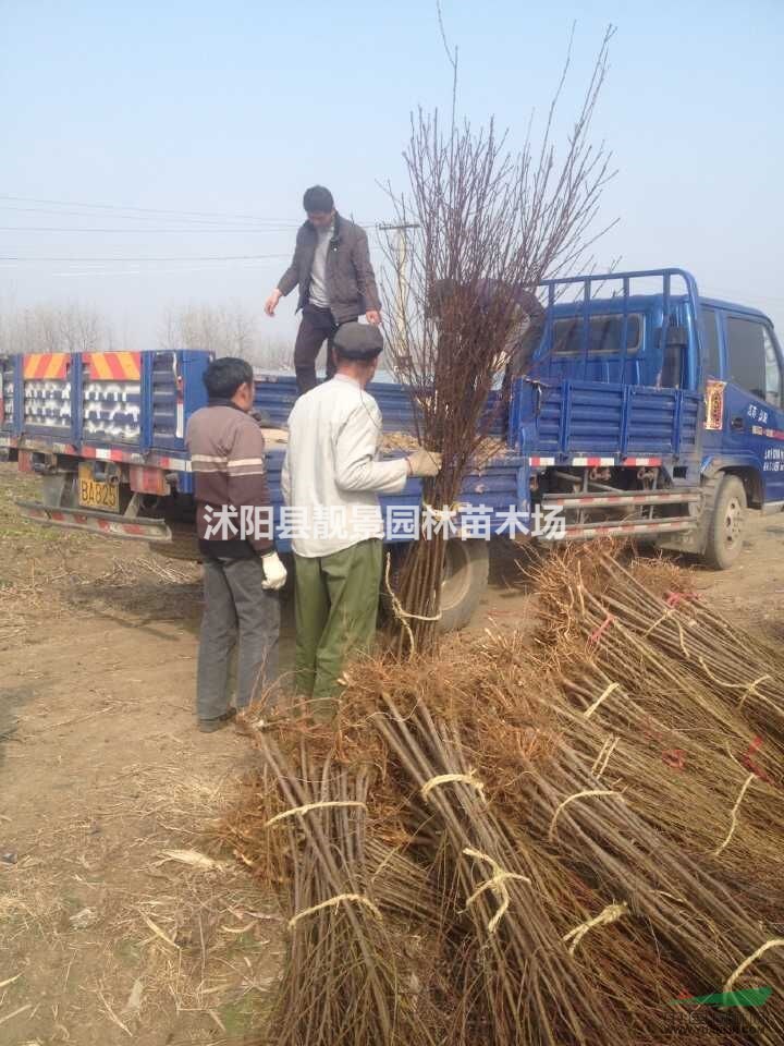 桃树，桃树种子，桃树苗，别称：桃子，桃仔，江苏桃树，桃树基地
