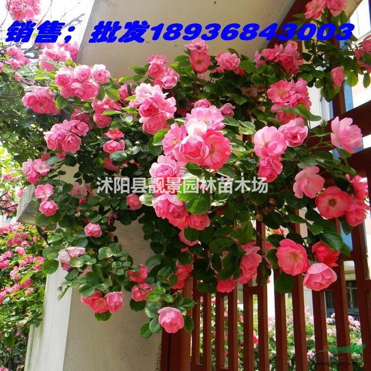 红花蔷薇价格 蔷薇1米高小苗， 别称野蔷薇 