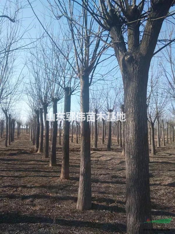 國槐首選 山東鄆城國槐苗木培育基地，成活率高價格合理！