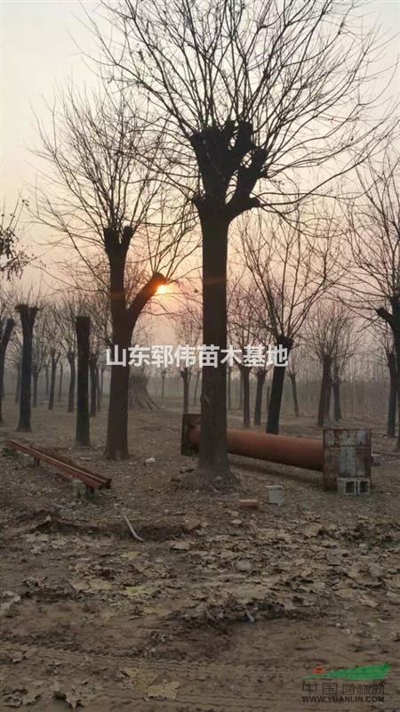 國槐首選 山東鄆城國槐苗木培育基地，成活率高價格合理！