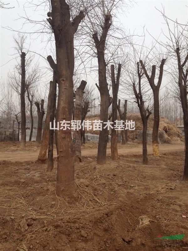 皂角優(yōu)質(zhì)金枝國(guó)槐直銷.