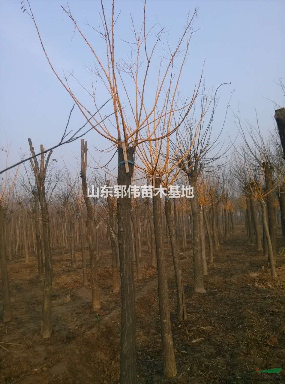 金葉槐優(yōu)質(zhì)金枝國槐直銷