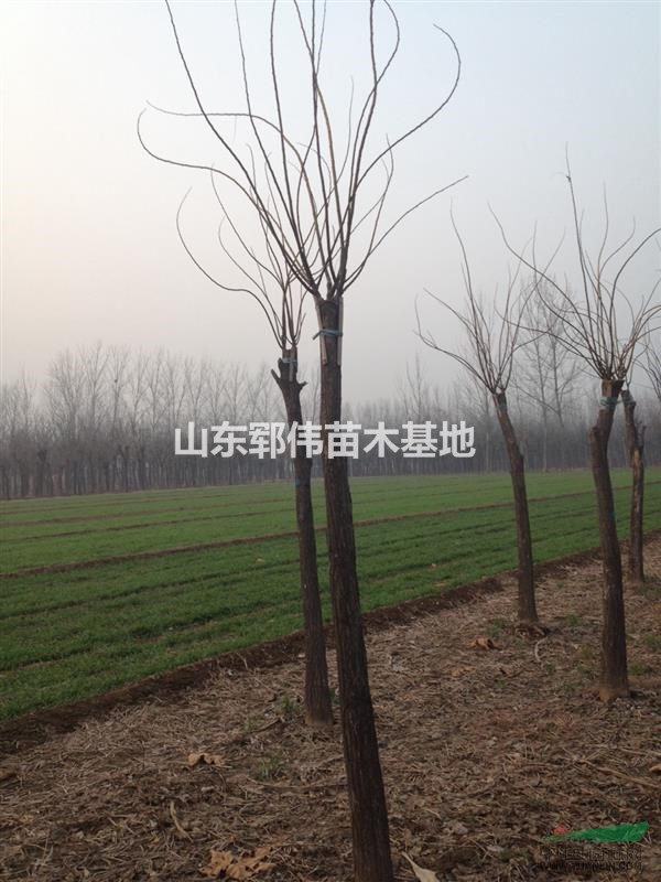 金葉槐優(yōu)質(zhì)金枝國槐直銷