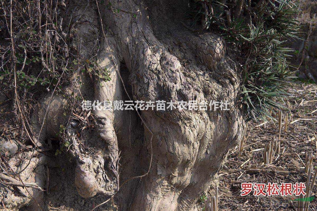 出售樹(shù)齡350年的羅漢松