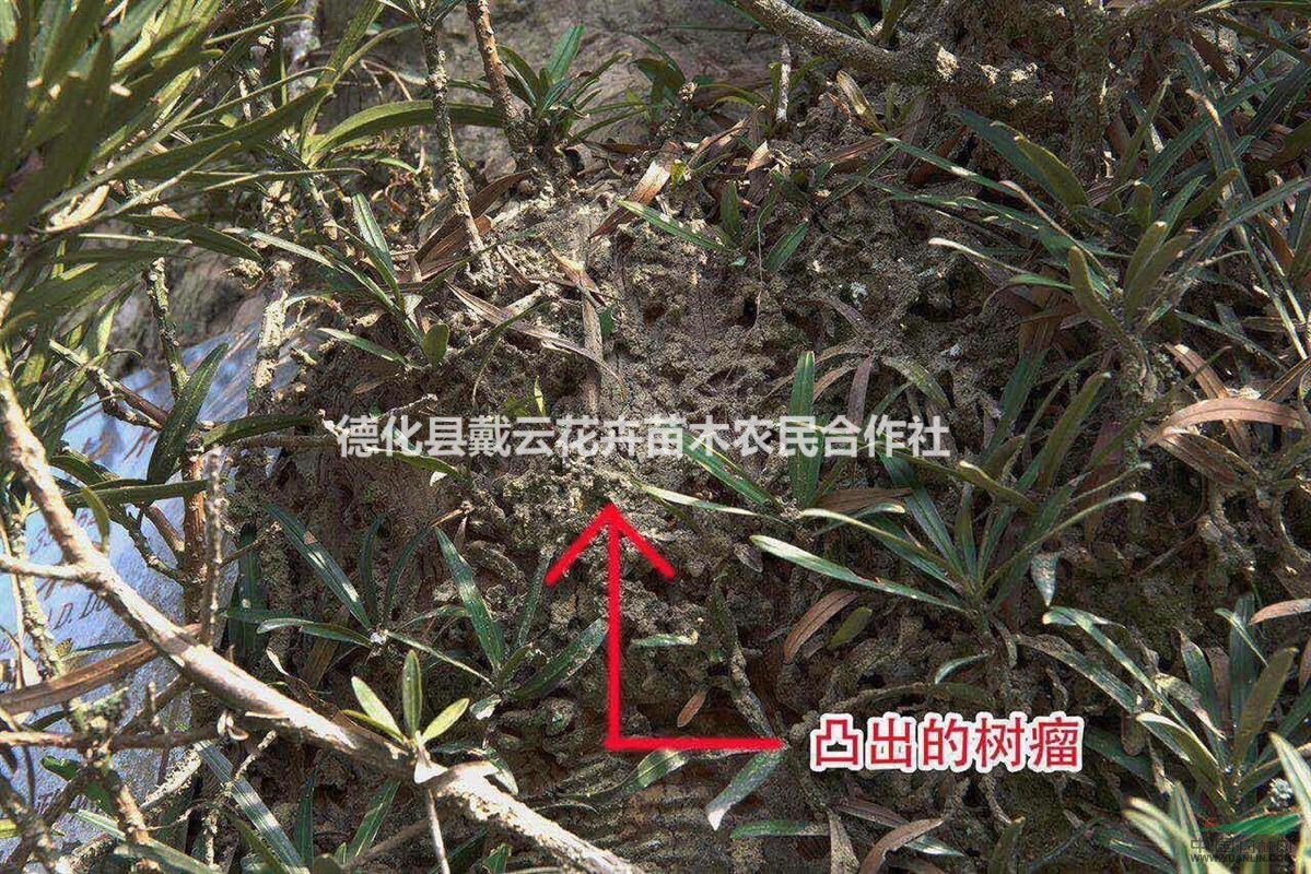 出售樹(shù)齡350年的羅漢松
