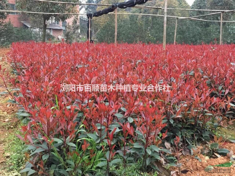 湖南紅葉石楠工程苗出售