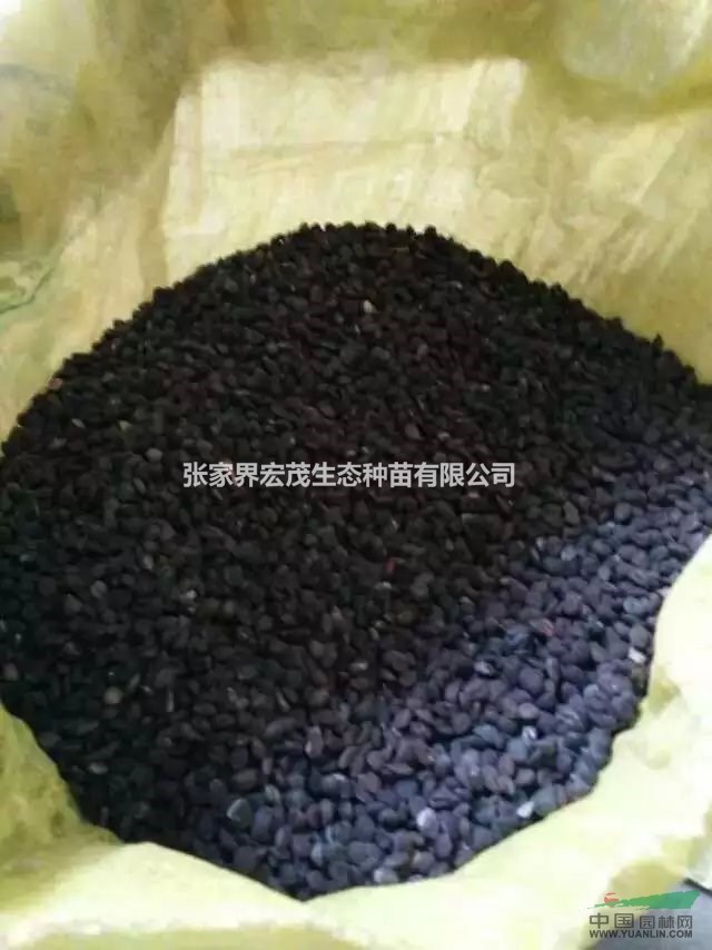 厚樸種子清倉，質(zhì)量好，客戶當(dāng)然購買的放心張家界地區(qū)