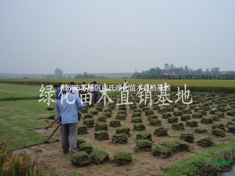 低價(jià)大量供應(yīng)馬尼拉草坪、優(yōu)質(zhì)草坪直銷基地、馬尼拉草皮