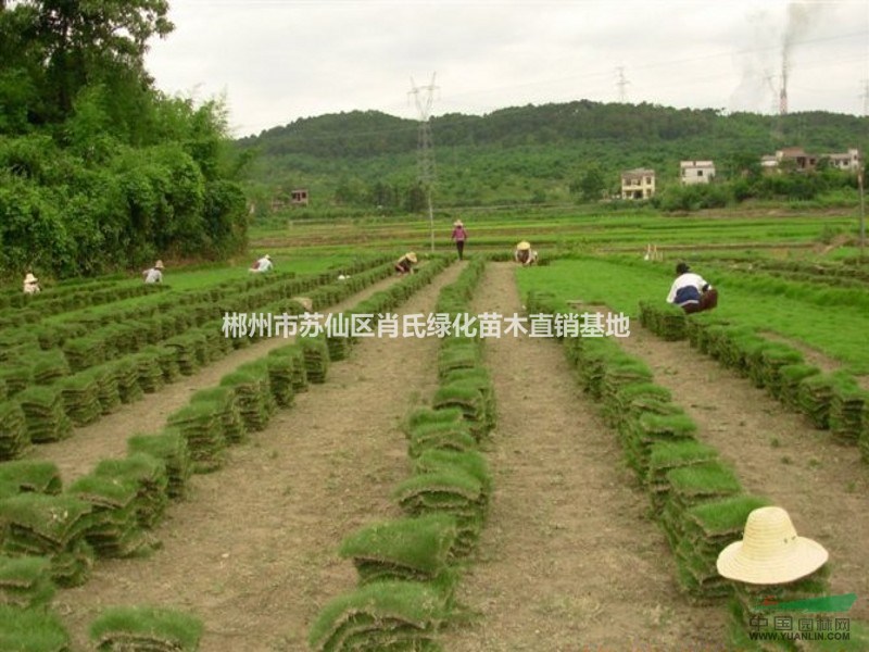 低價(jià)大量供應(yīng)馬尼拉草坪、優(yōu)質(zhì)草坪直銷基地、馬尼拉草皮