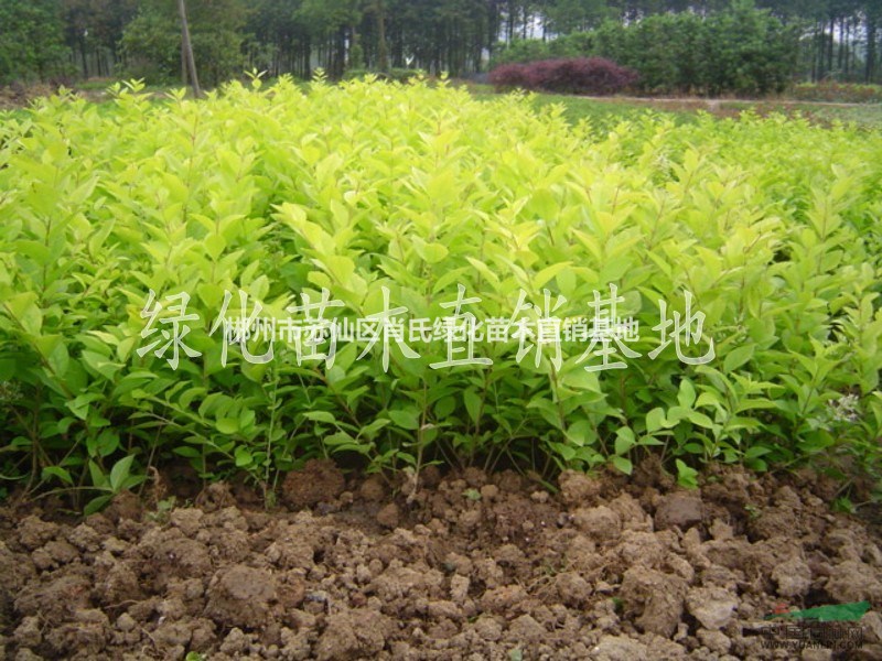 湖南金葉女貞小苗，金葉女貞小苗價格，金葉女貞球型