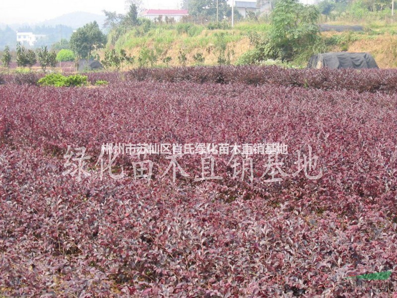 湖南紅花檵木小苗，紅繼木小苗價格，紅花檵木球型