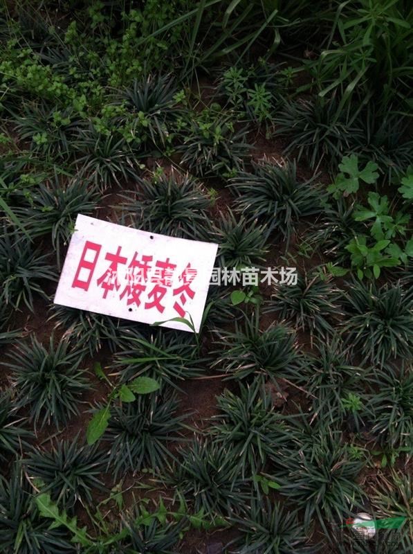 玉龙草2018春季价格，玉龙草基地批发，玉龙草种植实惠，