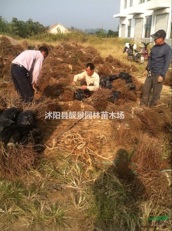 爬山虎基地价格，优质爬山虎苗种植，爬山虎图片