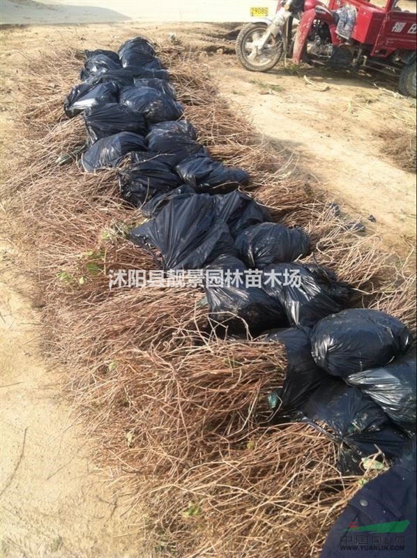 爬山虎基地价格，优质爬山虎苗种植，爬山虎图片