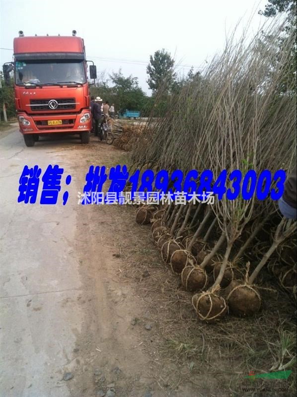 江苏木槿3公分价格,优质木槿基地图片,红花木槿工程苗,