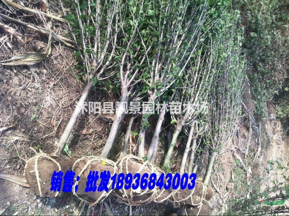 江苏木槿3公分价格,优质木槿基地图片,红花木槿工程苗,