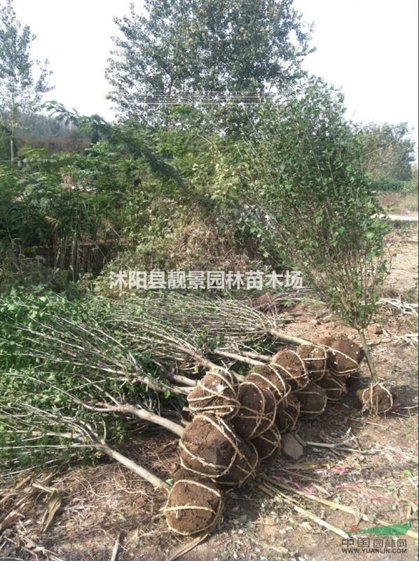 江苏木槿3公分价格,优质木槿基地图片,红花木槿工程苗,