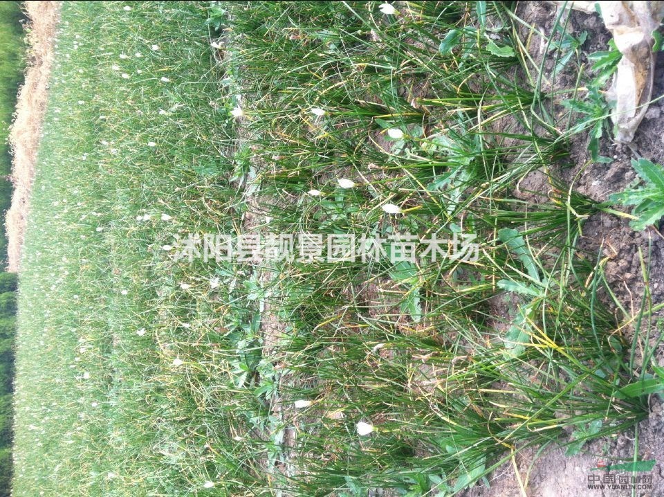 江苏红花草基地，红花草价格批发，优质红花草工程苗，