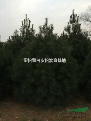 特價(jià)白皮松，虎皮松大規(guī)格白皮松量大優(yōu)惠