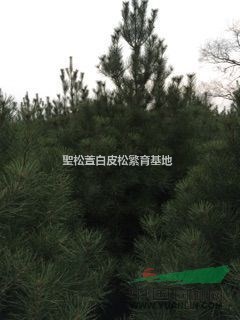 特價(jià)白皮松，虎皮松大規(guī)格白皮松量大優(yōu)惠