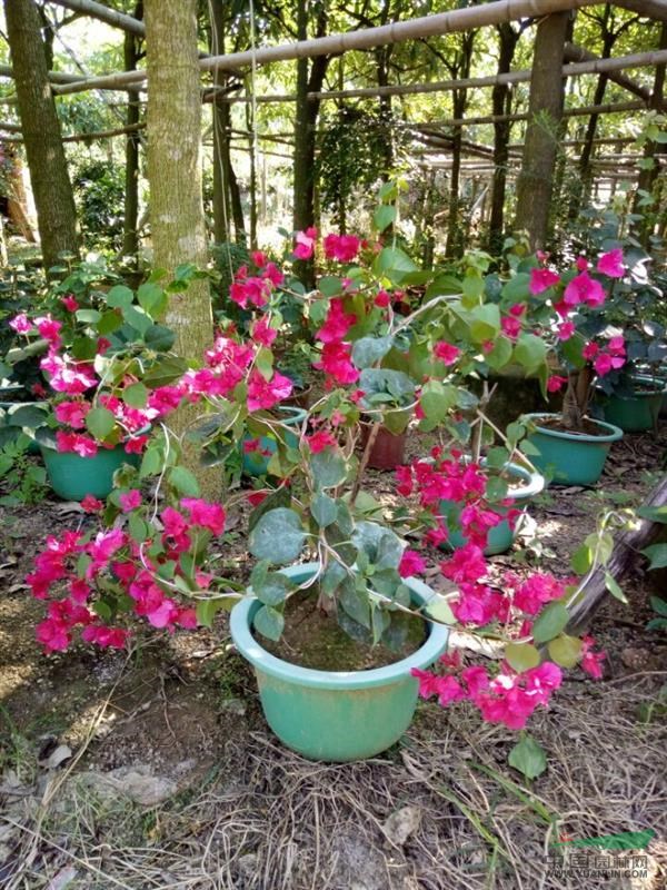 福建-三角梅