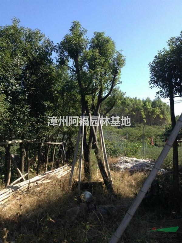 福建-香樟樹
