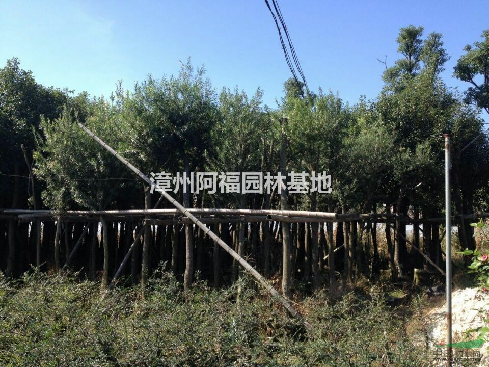 福建-香樟樹