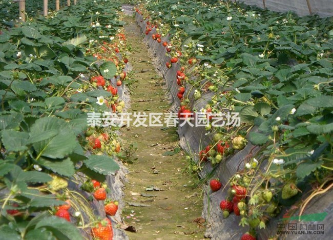 哪里有高产草莓苗  高产草莓苗基地
