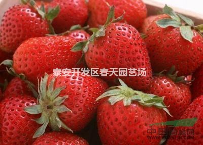 哪里有高产草莓苗  高产草莓苗基地