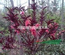 江苏紫叶桃基地，紫叶桃1-6公分价格，最新紫叶桃工程苗