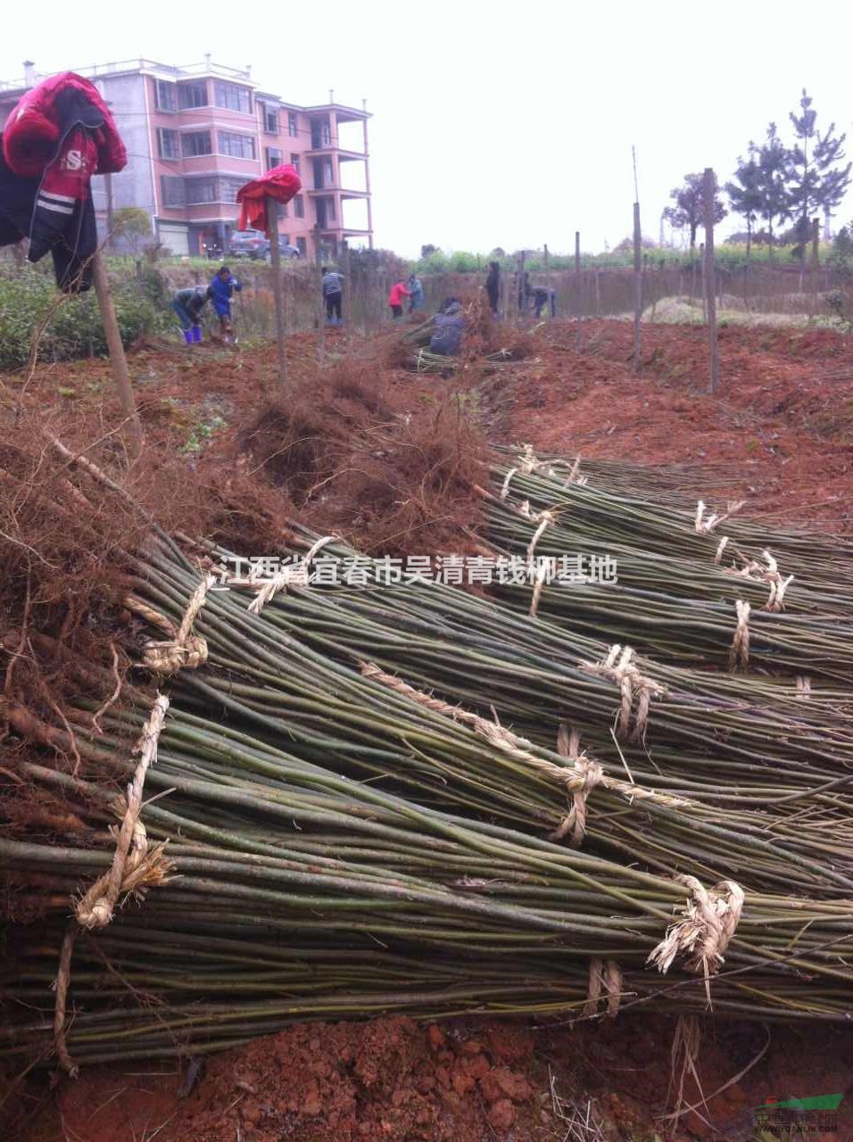 1米高青錢(qián)柳小苗量大急售