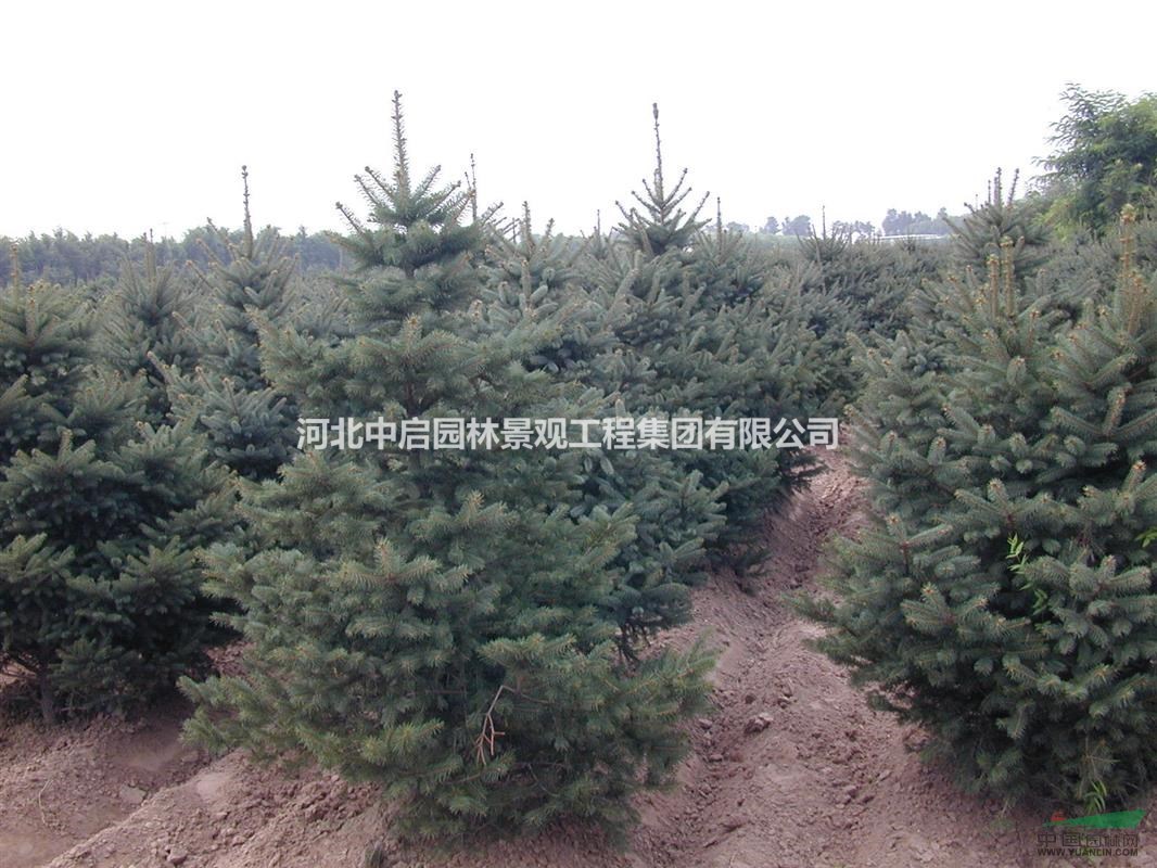 供應(yīng)定州云杉 云杉價(jià)格 云杉基地