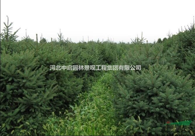 供應(yīng)定州云杉 云杉價(jià)格 云杉基地