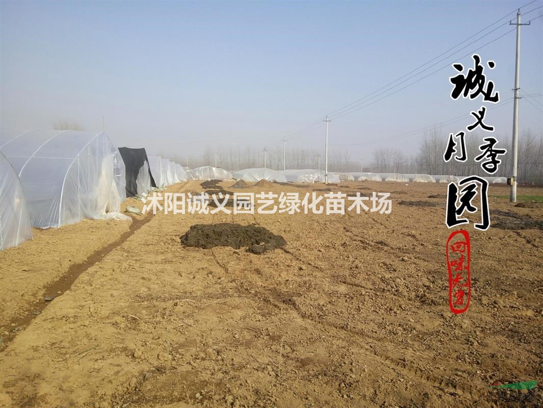 平陰玫瑰。食用玫瑰苗，四季玫瑰花，批發(fā)綠化玫瑰苗