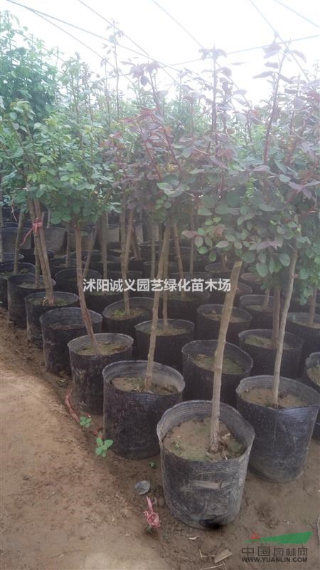樹(shù)樁月季，樹(shù)狀月季，樹(shù)形月季批發(fā)