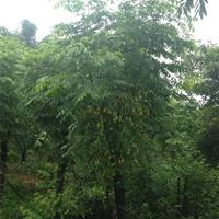 四川地區供大量欒樹，櫸樹，黃桷樹，小葉榕，優質貨源，歡迎來電