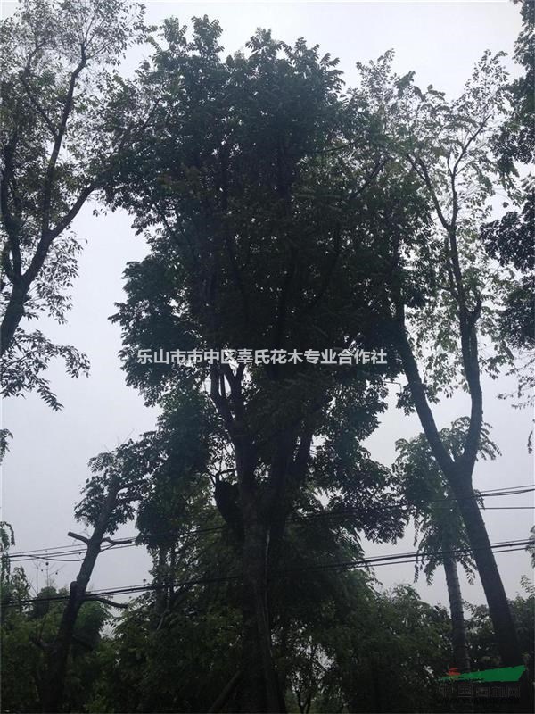大量供應(yīng)欒樹，四川最大的欒樹基地，大小規(guī)格齊全