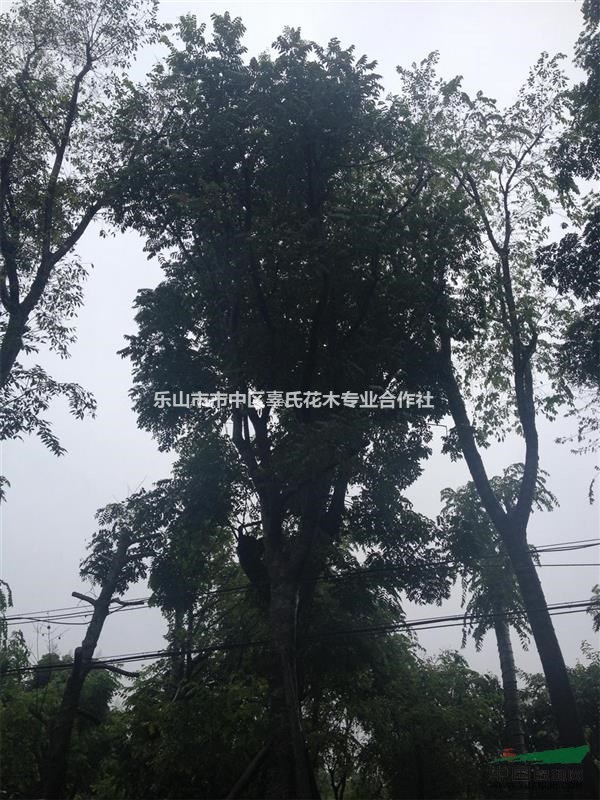 大量供應(yīng)欒樹，四川最大的欒樹基地，大小規(guī)格齊全
