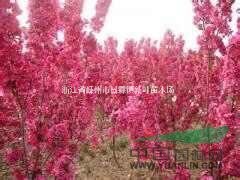 紅白玉蘭.紅楓