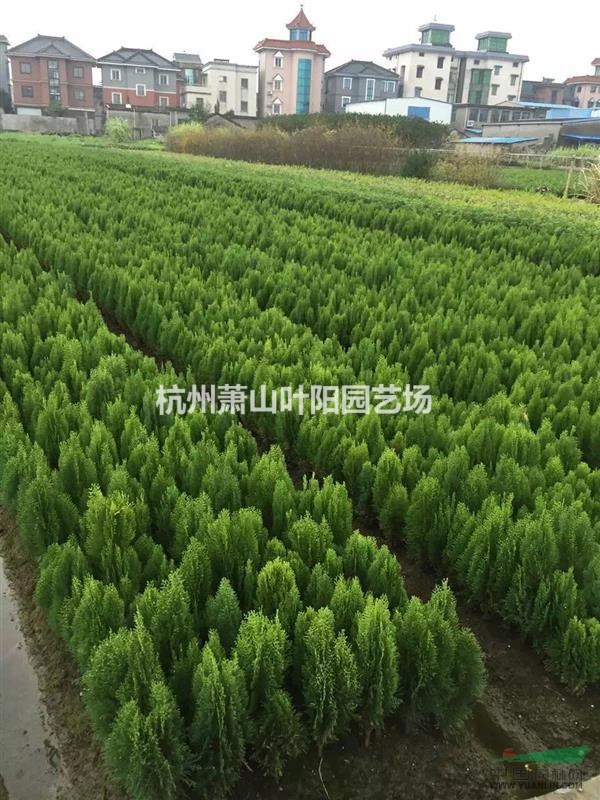 供應灑金柏小苗 色塊 小毛球