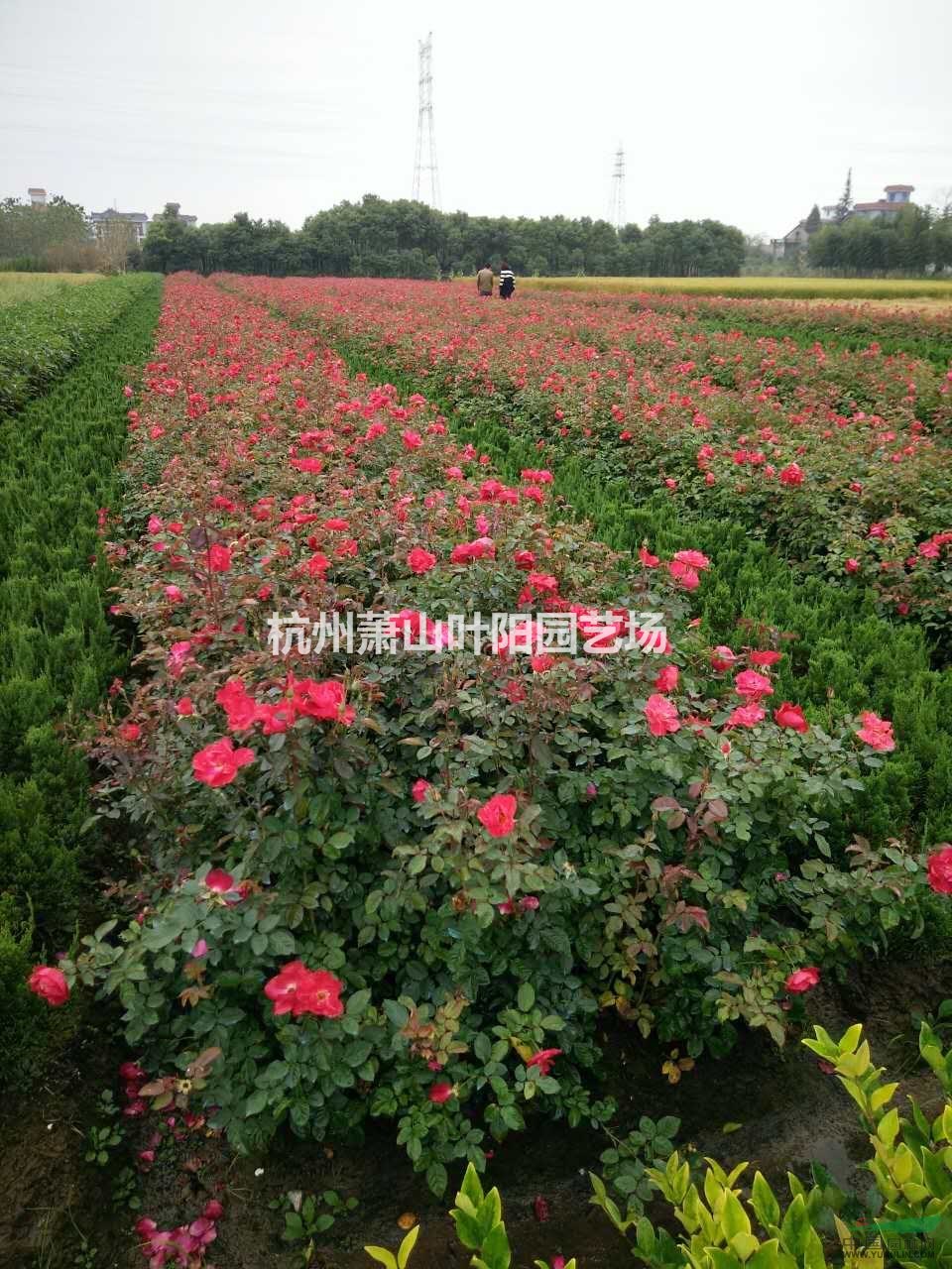 供應豐花月季 大花月季 紅帽子月季 色塊 小杯及大杯苗