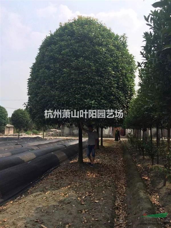 供應高桿精品金桂 開桿H150-180 
